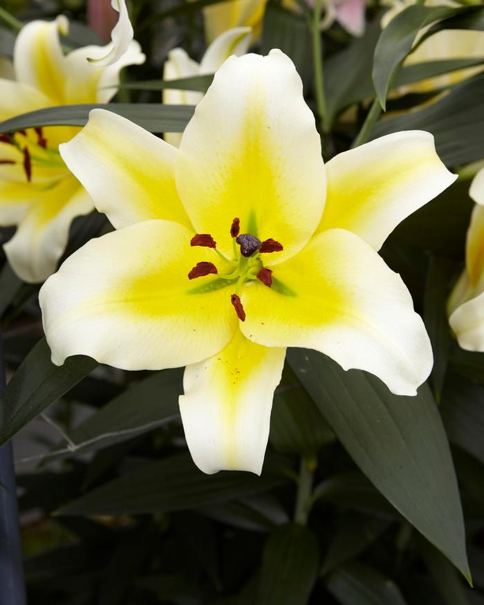 Lilium OT Hybrid ‘Conca d’Or’ Lily from ADR Bulbs