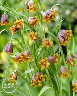 fritillaria uva vulpis