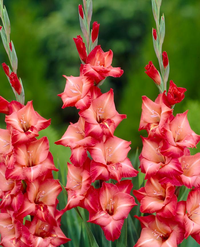 Gladiolus Large Flowering Collection #179 Gladiolus From Adr Bulbs