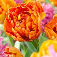 Image of Tulipa double late 'Sun Lover' 