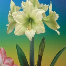 Image of Amaryllis Dutch 'Fantasy' 