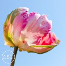 Image of Tulipa parrot 'Weber's Parrot' 