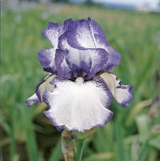 Image of Iris germanica Hemstiched 