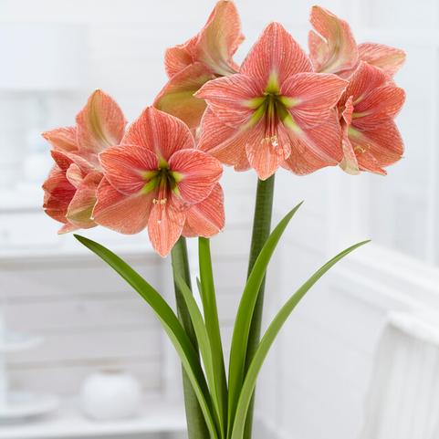 Amaryllis Dutch 'Terra Cotta Star'